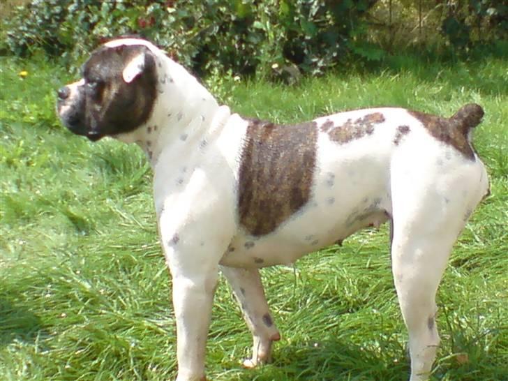 Amerikansk bulldog Mille billede 13