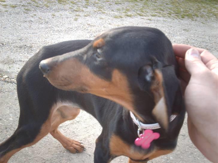 Dobermann Ana-bol - De første 7 billeder er fra hendes første dag hos os . billede 1