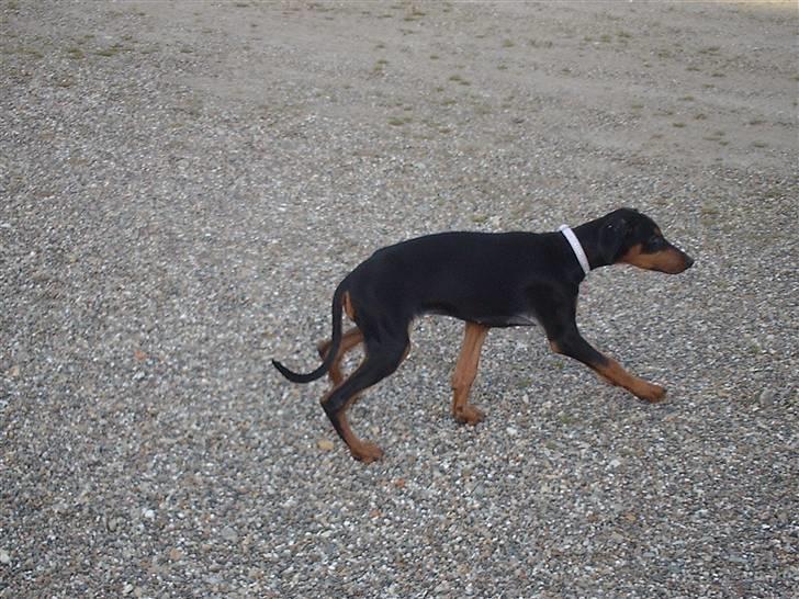 Dobermann Ana-bol - Langbenede tøs...he he billede 2