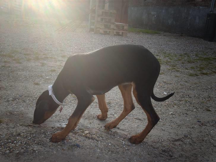 Dobermann Ana-bol billede 3