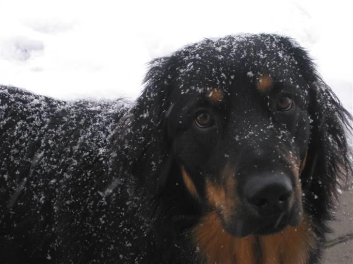 Hovawart Tao - ligner jeg en snemand nu?? billede 11