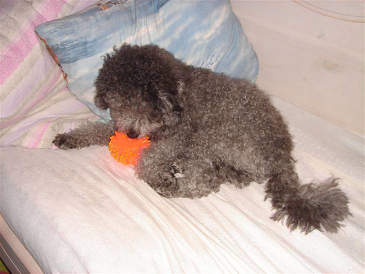 {{currentPhoto.altText}} billede {{currentPhoto.number}}