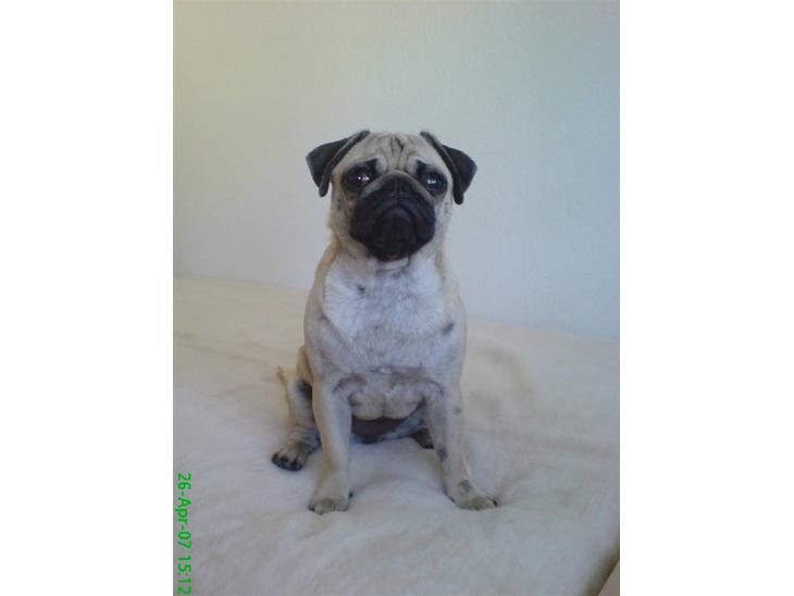 Mops Trunte - Hej med jer, jeg hedder Trunte og er en lille fræk mops.. billede 1