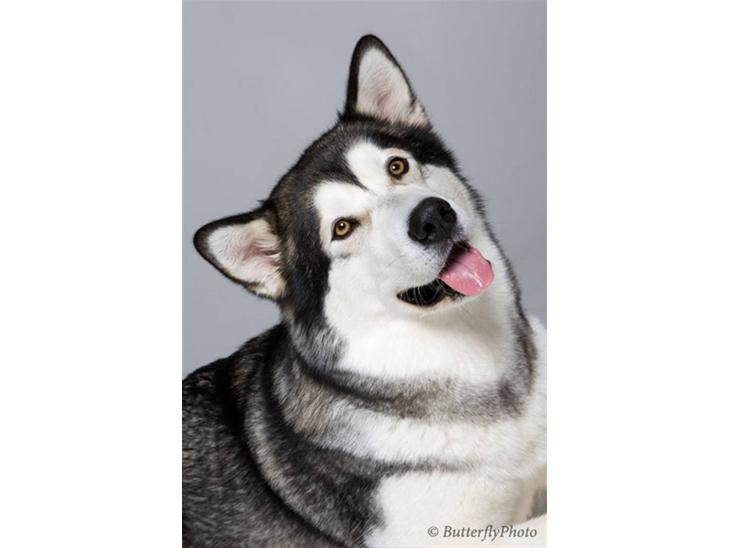 Alaskan malamute Mojo   - Mojo legede fotomodel for en dag.. billede 1