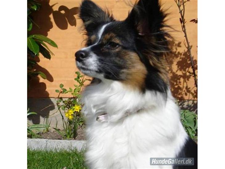 {{currentPhoto.altText}} billede {{currentPhoto.number}}