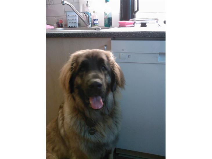 {{currentPhoto.altText}} billede {{currentPhoto.number}}