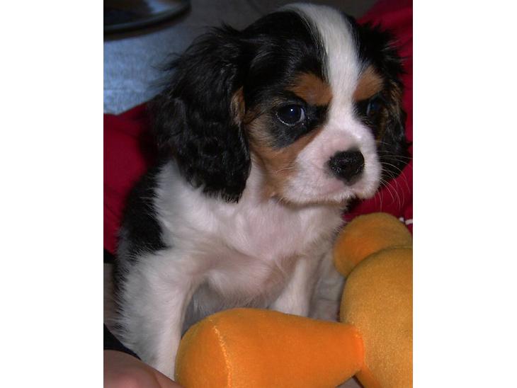 Cavalier king charles spaniel Townfield's Tony-Skott - Her var han vist 13-14 uger gammelt billede 1