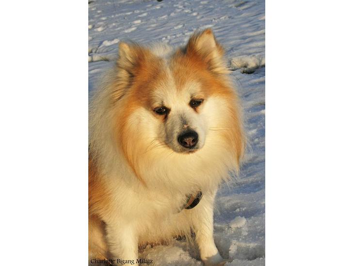 {{currentPhoto.altText}} billede {{currentPhoto.number}}