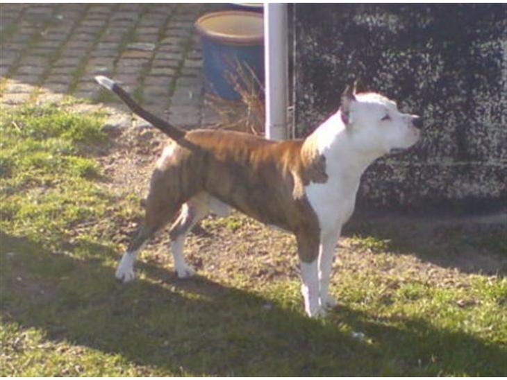 {{currentPhoto.altText}} billede {{currentPhoto.number}}