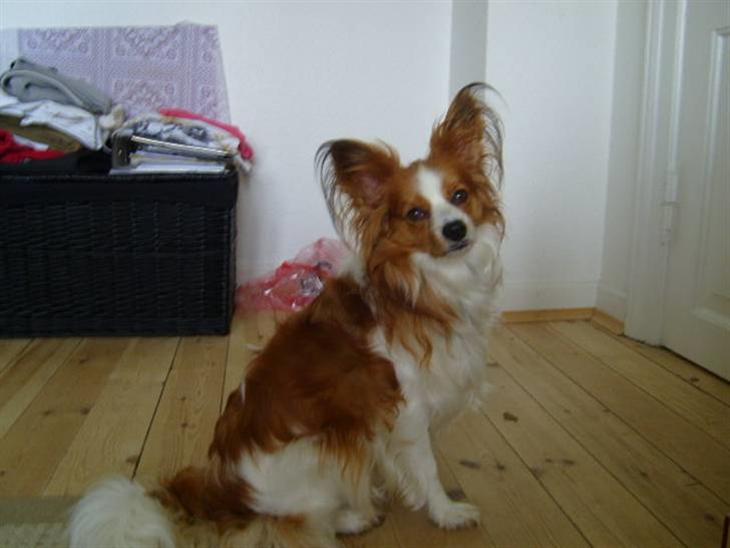 {{currentPhoto.altText}} billede {{currentPhoto.number}}