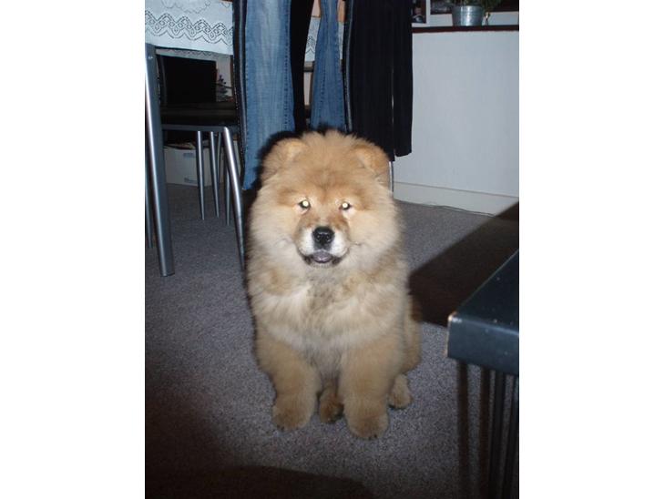 Chow chow Nika billede 1