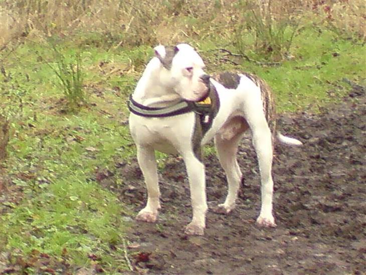 {{currentPhoto.altText}} billede {{currentPhoto.number}}