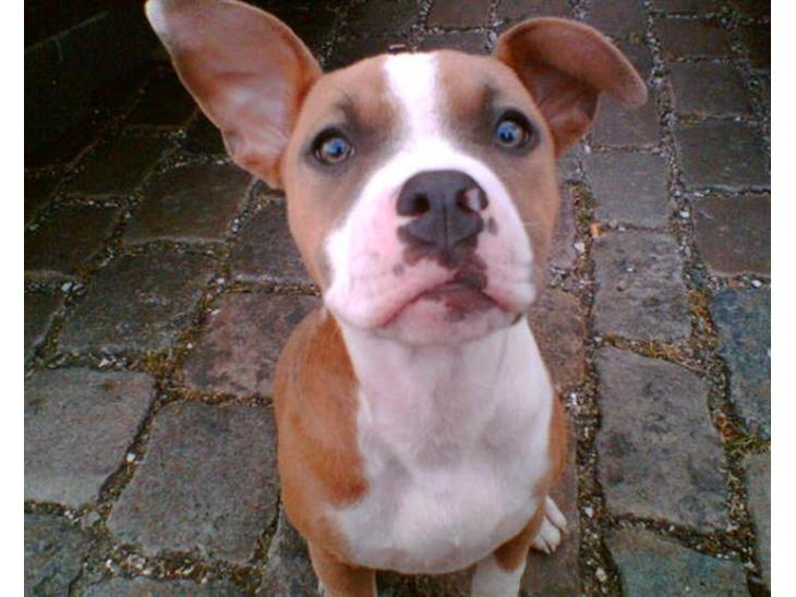 Blanding af racer Baby~R.I.P~ billede 1