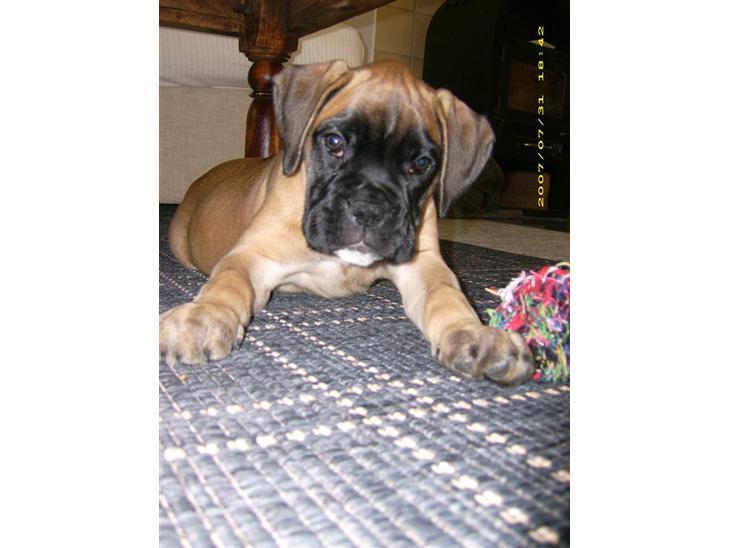 Boxer Kahlua billede 1
