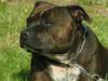 Staffordshire bull terrier Bonnie [ Himmelhund]