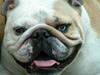 Engelsk bulldog Berta [ Himmelhund]