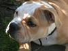 Blanding af racer Bertram Eng. Bulldog/SBT [Tidl. hund]