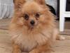 Pomeranian Mille