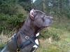 Amerikansk staffordshire terrier Kenzo