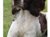Engelsk springer spaniel Athene F.T.