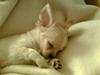 Chihuahua Luba