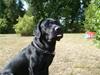 Labrador retriever Bertram R.I.P