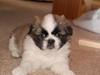 Tibetansk spaniel Asya