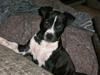 Amerikansk staffordshire terrier BAILY™