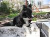 Border collie Chubby