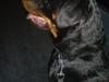 Rottweiler Sebo R.I.P