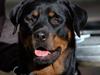 Rottweiler Sostack´s Frida