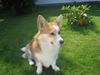 Welsh corgi pembroke Mickey