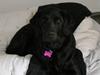 Labrador retriever Freja himmelhund
