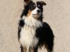 Australian shepherd Homer - Er flyttet :´-(