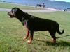Rottweiler tiki