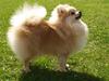 Pomeranian Dolly