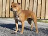 Staffordshire bull terrier Aya