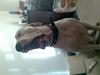 Dogo argentino Artos