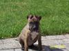 Amerikansk staffordshire terrier Tessa
