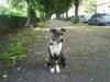 Amerikansk staffordshire terrier Smoki