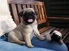 Mops Lulu [Tidl. hund]