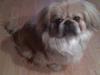 Pekingeser Beton