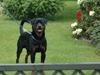 Rottweiler Anton