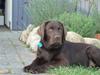 Labrador retriever Baloo