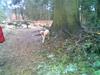 Labrador retriever Thor R.I.P.