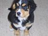 Berner sennenhund Afrodite [Tidl. hund]