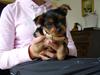 Yorkshire terrier Daisy