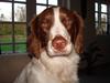 Field Trial spaniel Mille