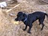 Labrador retriever Balder