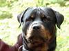 Rottweiler Spike